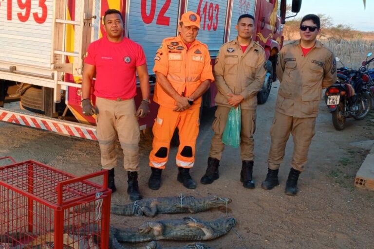 familia-de-nove-jacares-e-resgatada-em-fundo-de-poco-no-ceara