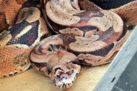 bombeiros-capturam-jiboia-escondida-atras-de-ar-condicionado-no-parana