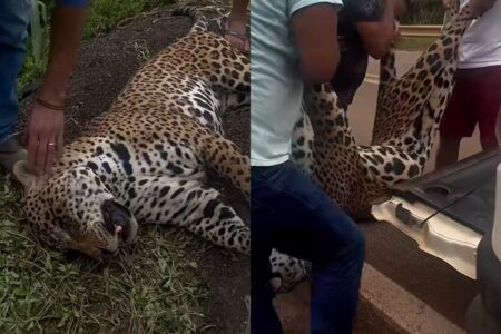 onca-pintada-e-resgatada-por-indigenas-apos-ser-atropelada-em-rodovia.-video