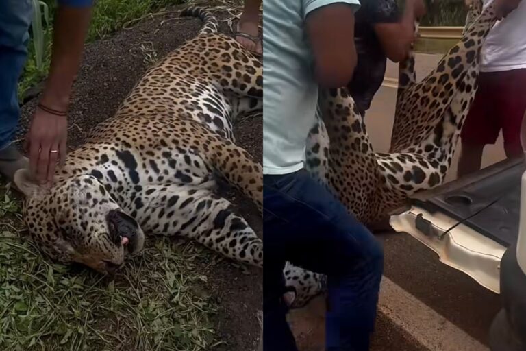 onca-pintada-e-resgatada-por-indigenas-apos-ser-atropelada-em-rodovia.-video