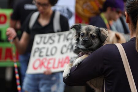 morte-do-cao-orelha-provoca-mobilizacoes-em-capitais.-veja-fotos