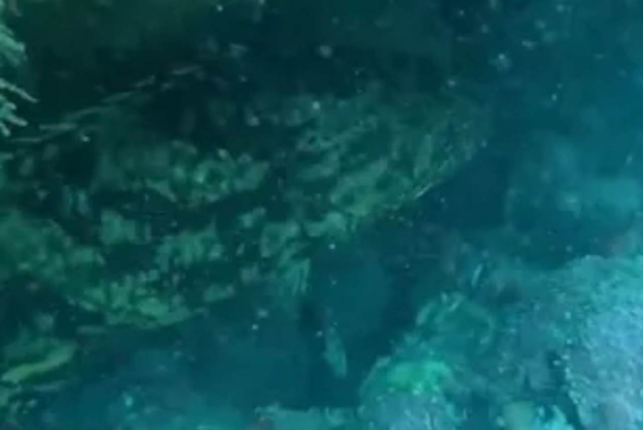 peixe-raro-e-ameacado-de-extincao-e-avistado-no-litoral-de-alagoas