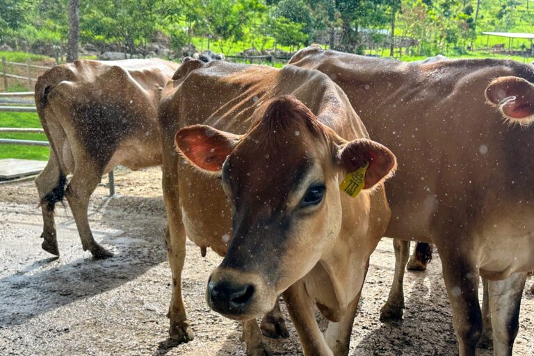camara-aprova-projeto-que-veda-termo-‘leite’-em-produtos-vegetais